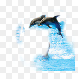 Dolphin Show PNG Images | Vectors and PSD Files | Free Download on ...