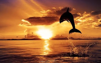 Dolphin-Sunset-2.jpg