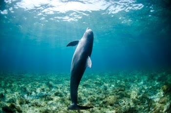 Dolphin swimming
