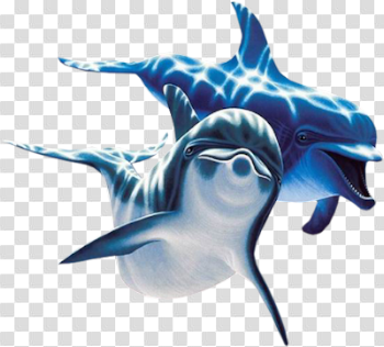 Dolphin Transparent Images