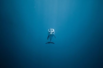 dolphin underwater