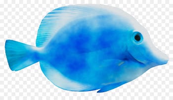 Dolphin Water Coral reef fish Marine biology -  
