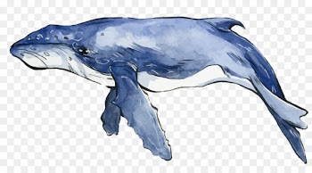 Dolphin Watercolor painting Whale - Vector blue watercolor whale 