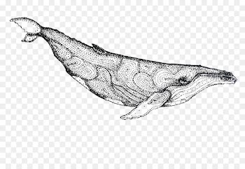 Dolphin Whale Porpoise Drawing - Vector painted whale 