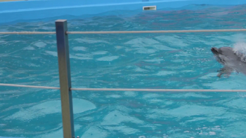 Dolphins Emerge From The Pool Stock Video Footage - Storyblocks Video