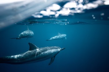 Dolphins in Water