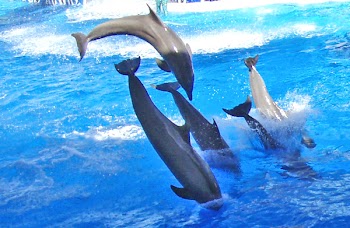 Dolphins.jpg