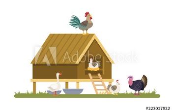 Domestic birds on the farm