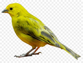 Domestic canary Bird Illustration American Sparrows -  