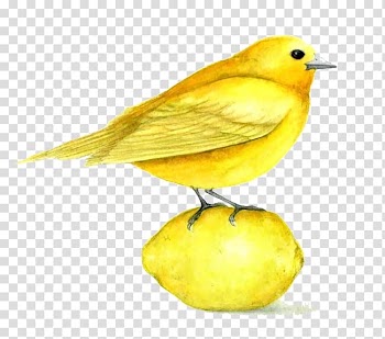 Domestic canary Bird Yellow Watercolor painting, Hand drawn sparrow transparent background PNG clipart