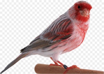 Domestic canary Canary Islands Bird Finch - Colorful canary 