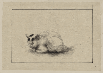 [Domestic cat]. Original from the Library | Free Photo - rawpixel