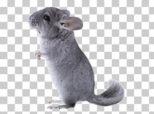 Domestic Chinchilla PNG Images, Domestic Chinchilla Clipart Free ...