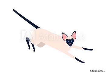 Domestic exotic siam pet vector flat illustration