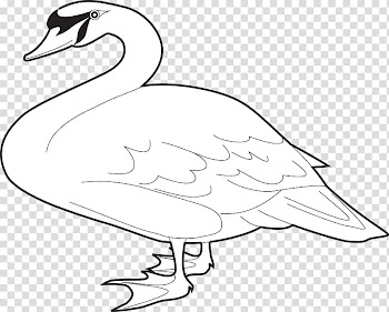 Domestic goose Cygnini Bird , White Goose transparent background PNG clipart