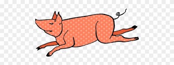 Domestic Pig