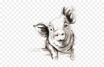 Domestic pig Drawing Watercolor painting Illustration - Sketch pig 