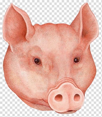 Domestic pig Мертвые хорошо пахнут: [сборник] Mask , pig transparent background PNG clipart