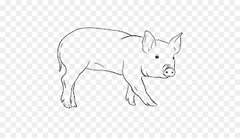 Domestic pig Pig farming Snout Illustration - auricular transparency and translucency 