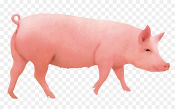 Domestic pig Pigs ear Hogs and pigs Computer file - boar 
