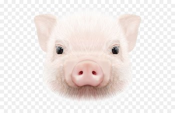 Domestic pig Portable Network Graphics Image Clip art - pig 