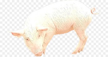 domestic pig suidae livestock boar snout