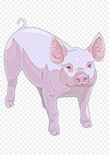 domestic pig suidae pink cartoon snout