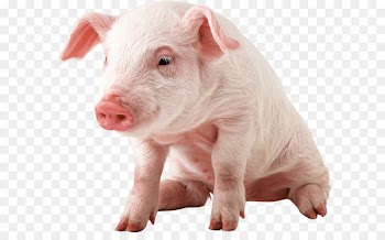 Domestic pig Wallpaper - Pig Png Image 