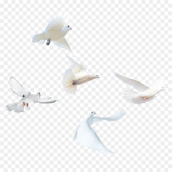 Domestic pigeon Bird Columbidae Release dove - White Pigeon 
