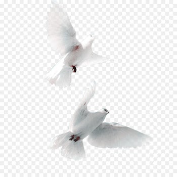 Domestic pigeon Bird Snow Pigeon Streptopelia - Pigeon Pictures 