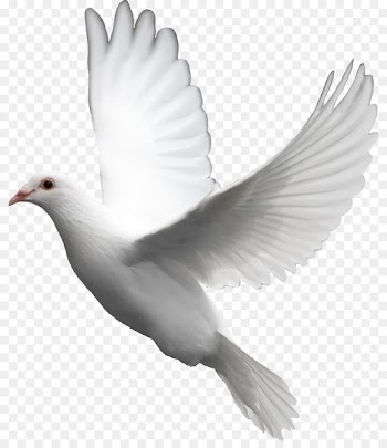 Domestic pigeon Columbidae Bird Clip art - pigeon 