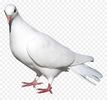 Domestic pigeon Columbidae Bird Release dove - White Pigeon 