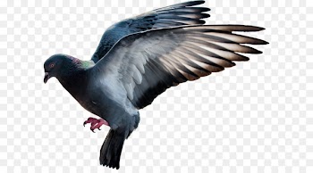 Domestic pigeon Columbidae Flight - pigeon PNG image 
