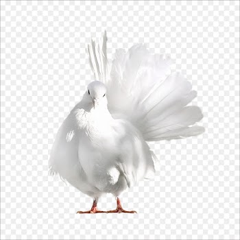 Domestic pigeon Columbidae Pigeon Bird - pigeon 
