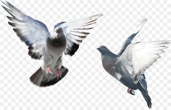 Domestic pigeon Fancy pigeon Bird Blue pigeon Flying/Sporting pigeons - Flying Pigeon 