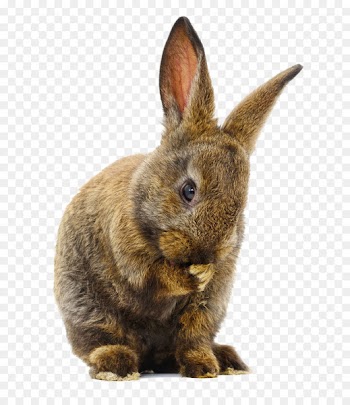 Domestic rabbit Cuy Hare - Mountain bunny 