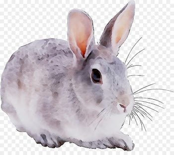Domestic Rabbit, Drawing, Snowshoe, Rabbit PNG