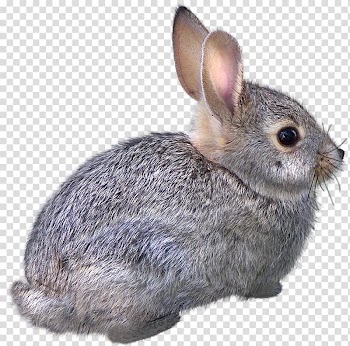 Domestic rabbit Easter Bunny Hare Cat Animal, Creative sketch Animals,rabbit transparent background PNG clipart