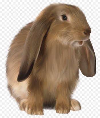 Domestic rabbit Easter Bunny Hare - pictures 