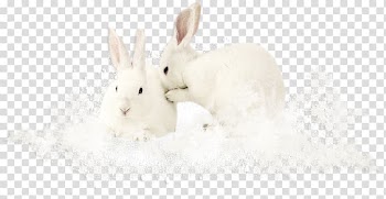 Domestic rabbit Easter Bunny Hare Tail Snout, Two white rabbits transparent background PNG clipart
