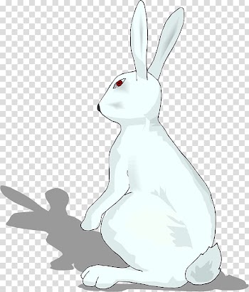 Domestic rabbit Easter Bunny Hare Wildlife, Rabbit transparent background PNG clipart
