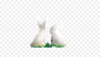 Domestic rabbit Easter Bunny White Rabbit - White rabbit decoration pattern 