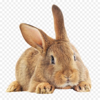 Domestic rabbit European rabbit Easter Bunny Hare - have dreams 