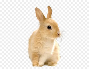 Domestic rabbit European rabbit Easter Bunny Hare - rabbit 