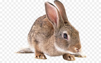 Domestic rabbit Hare Clip art - Gray rabbit PNG image 