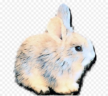Domestic Rabbit, Hare, Fur, Rabbit PNG