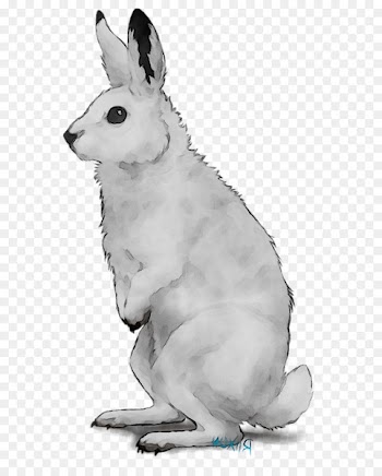 Domestic rabbit Hare Macropods Dog Mammal -  