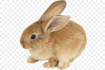 Domestic rabbit Hare Netherland Dwarf rabbit Mini Lop - rabbit 