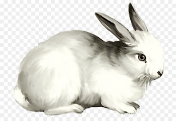 Domestic Rabbit, Hare, Rabbit PNG
