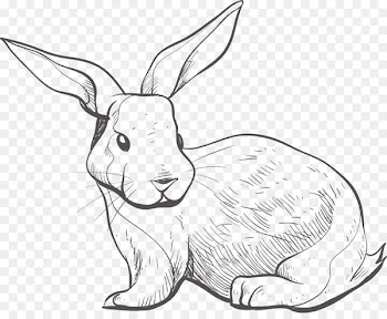 Domestic rabbit Hare - Sketch Bunny 